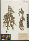Foto von Salix purpurea L. x Salix repens L.